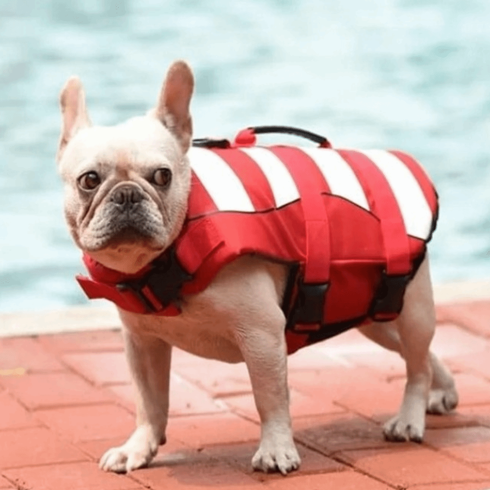 Yansıtıcı Köpek Can Yeleği Üst - Dog Life Jacket Vest Buoyancy Handle incelemesi ve fiyatı