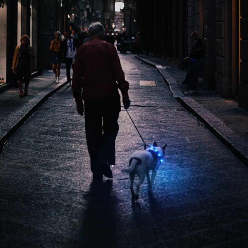 USB Şarjlı LED Köpek Tasması G - Led Dog Collar Glowing Rechargeable Usb incelemesi ve fiyatı