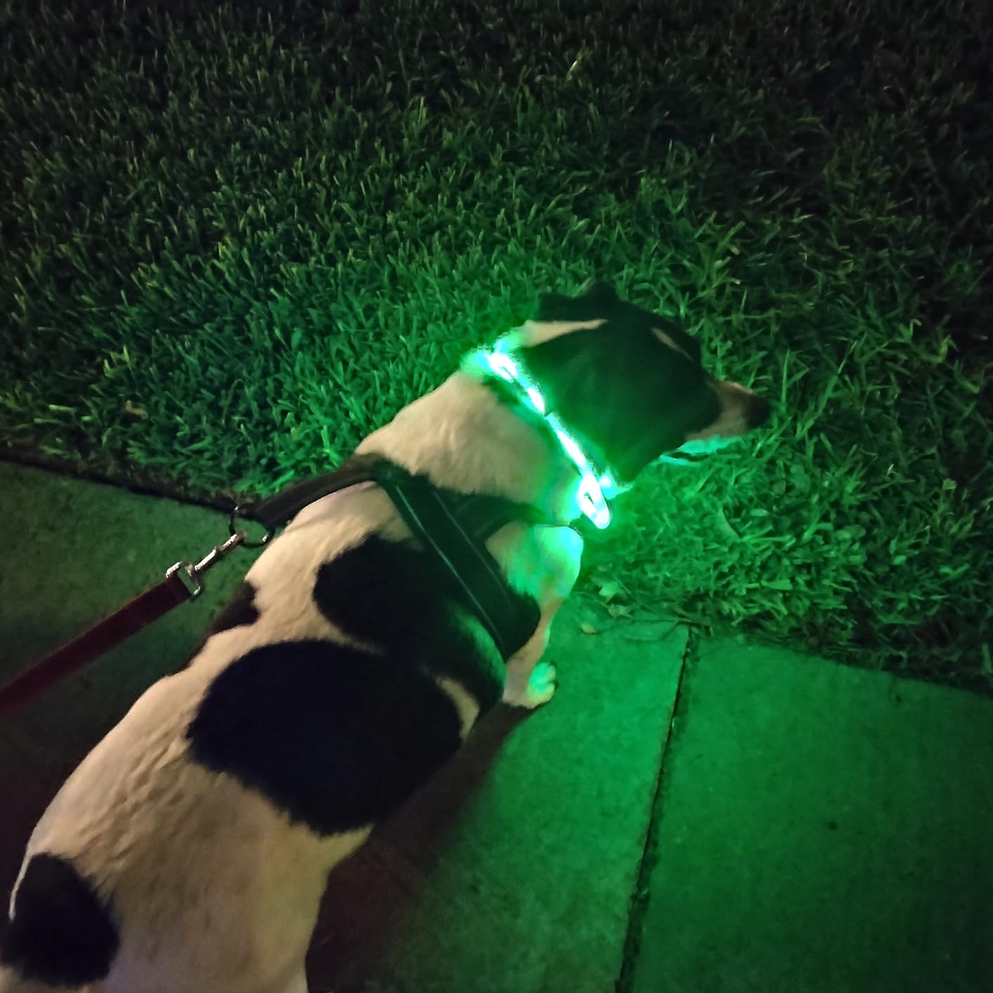 Silikon LED Köpek Tasması, USB - Led Dog Collar Glowing Rechargeable Usb incelemesi ve fiyatı