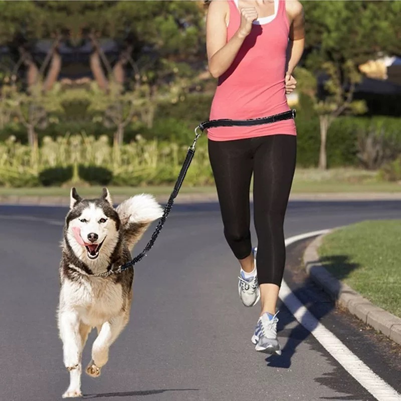 Eller Serbest Koşu için Yansıt - Bungee Dog Leash Shock Absorbing incelemesi ve fiyatı