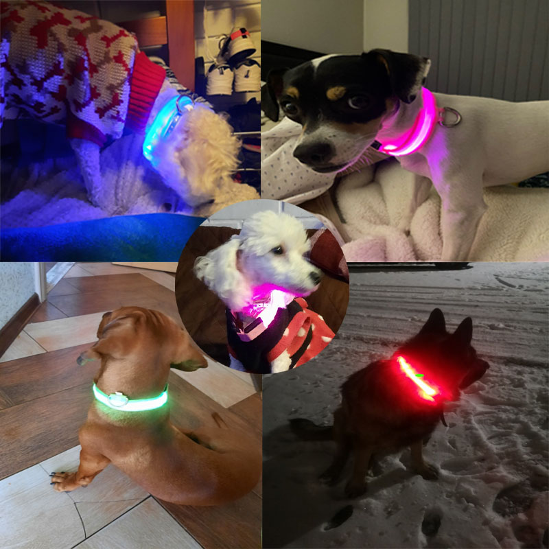 Renkli USB şarj edilebilir Pet - Led Dog Collar Glowing Rechargeable Usb incelemesi ve fiyatı