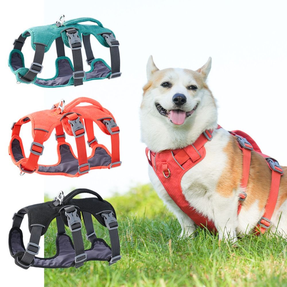 Yansıtıcı Yelek Köpek Tasması  - Bungee Dog Leash Shock Absorbing incelemesi ve fiyatı