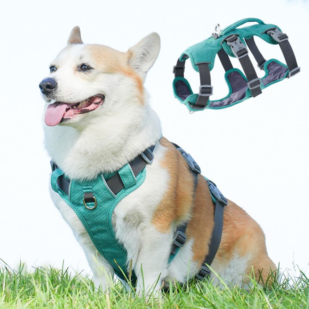 Yansıtıcı Yelek Köpek Tasması  - Bungee Dog Leash Shock Absorbing incelemesi ve fiyatı