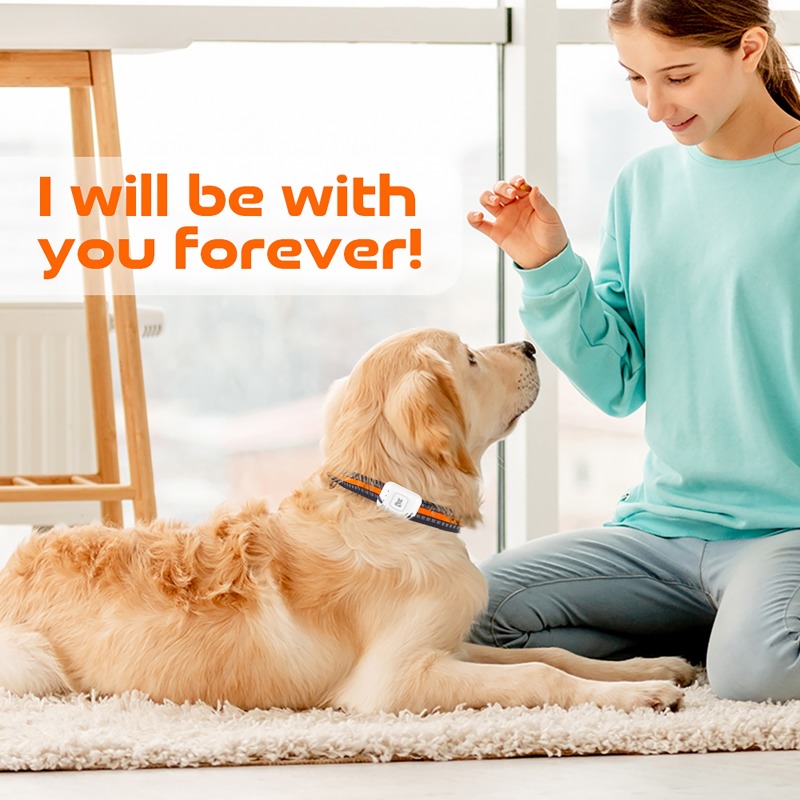 Renkli LED Işıklı Taşınabilir  - Dog Gps Tracker Collar 4G Waterproof incelemesi ve fiyatı
