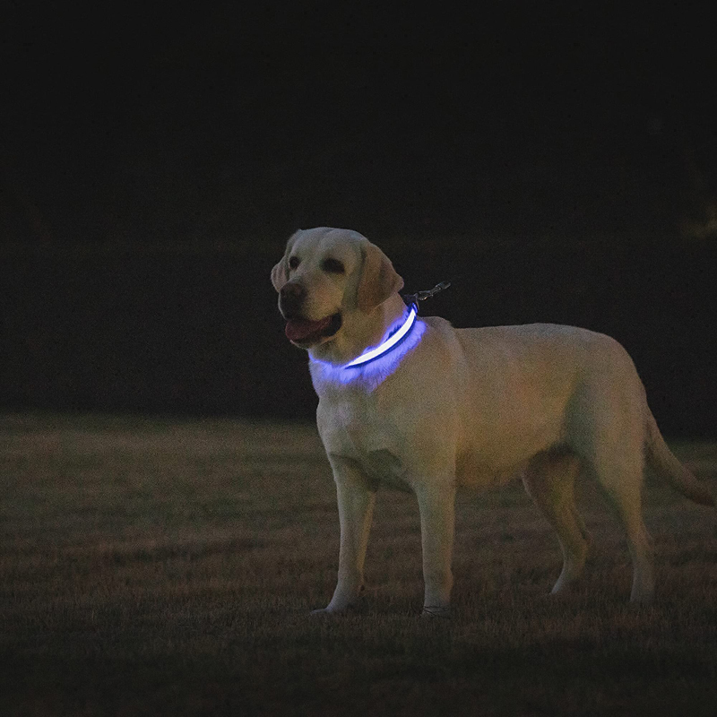 Benepaw LED köpek tasması USB  - Led Dog Collar Glowing Rechargeable Usb incelemesi ve fiyatı