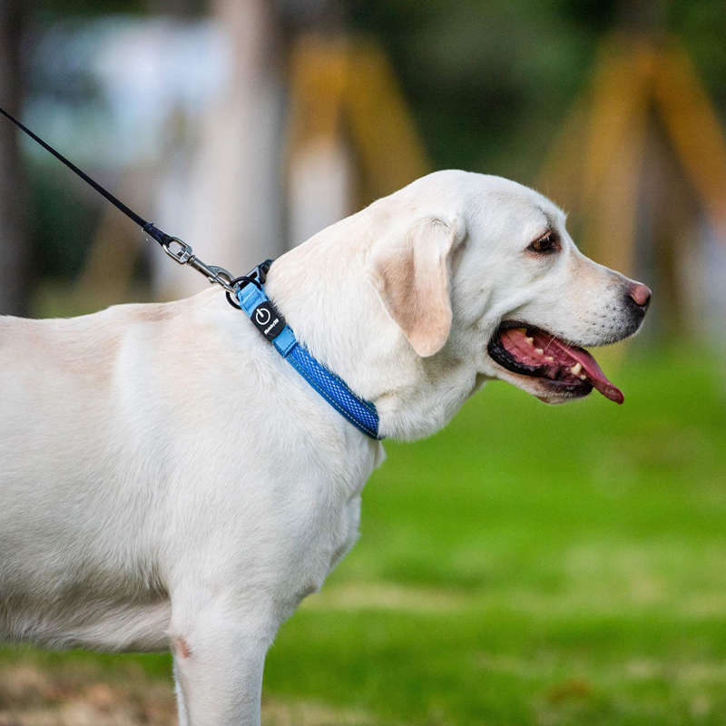 Benepaw LED köpek tasması USB  - Led Dog Collar Glowing Rechargeable Usb incelemesi ve fiyatı